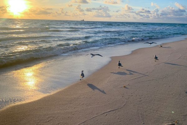 seagulls spread wings over the foamy waves in south Florida at dawn